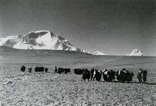 
A yak caravan returns to Dingi from Nepal after crossing the Nangpa La - Trekking in Tibet: A Traveler's Guide book
